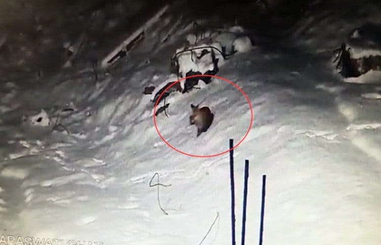 rare red fox capture in cctv during snowfall in kedarnath