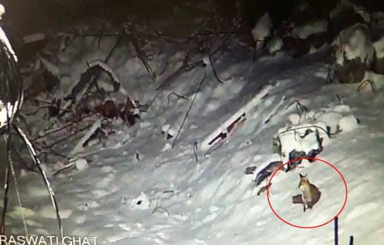 rare red fox capture in cctv during snowfall in kedarnath