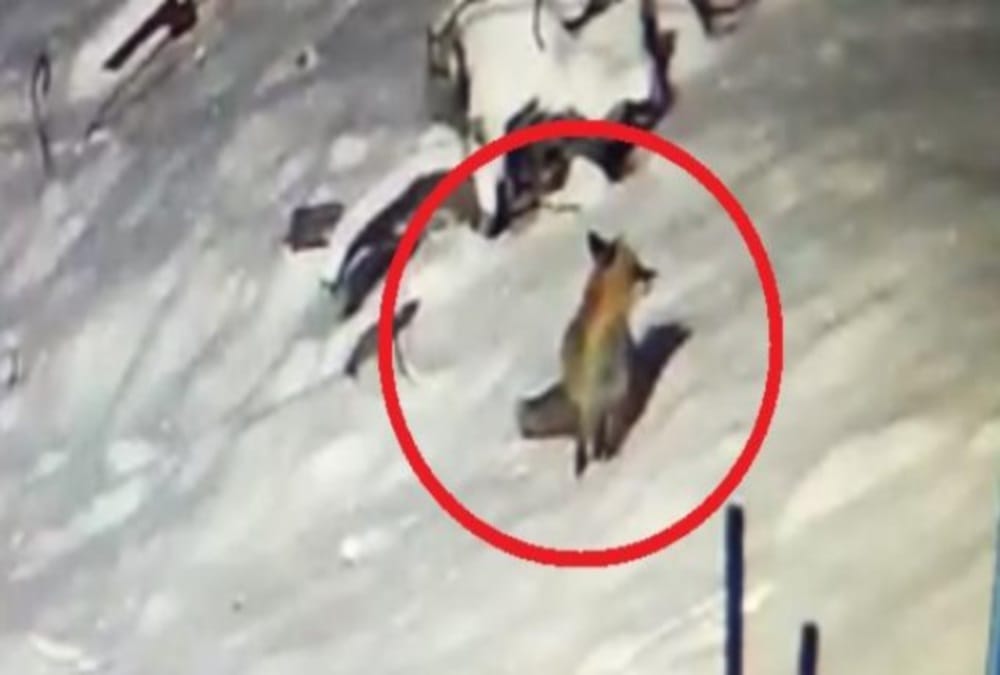 rare red fox capture in cctv during snowfall in kedarnath