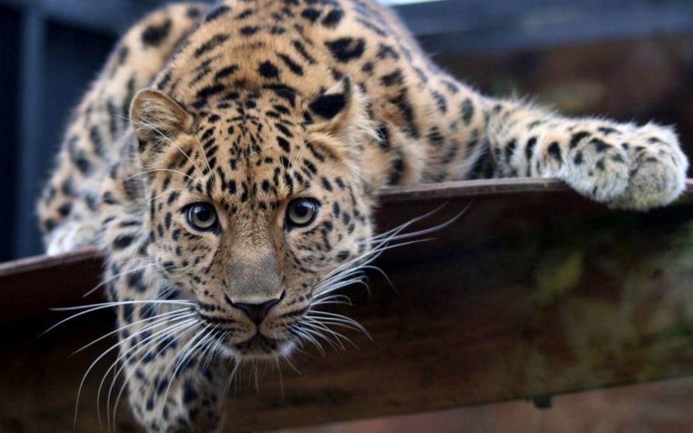 Dog clashed with panther The struggle lasted for two minutes the panther bled ran backwards