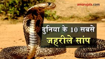 10 most deadliest snakes in the world special story