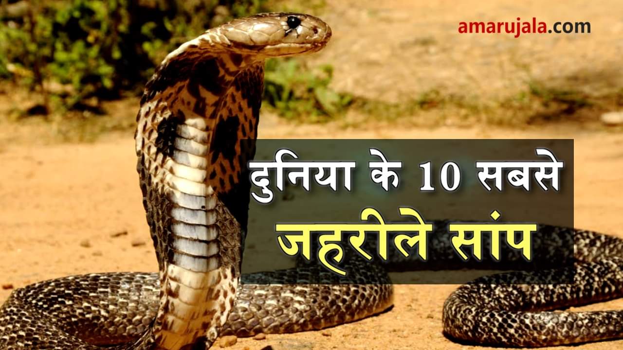 10 most deadliest snakes in the world special story