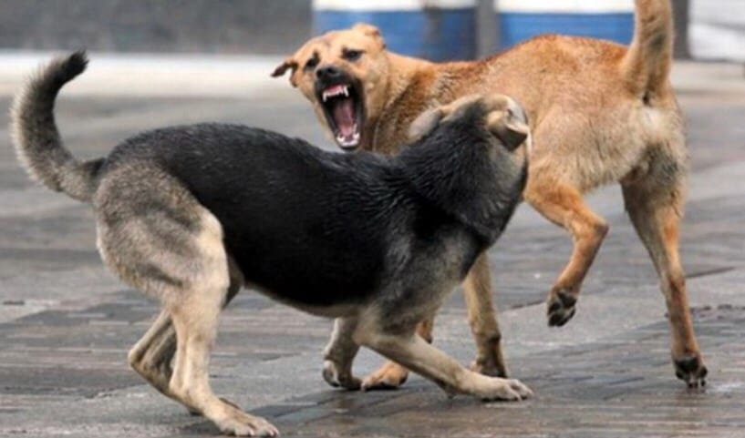 Dog Bite more than twenty five people in Ratol Baghpat