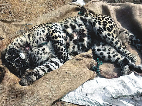 Leopard found dead in forest, fear of murder