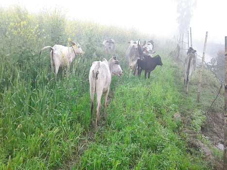 Anna's cattle ruins ten acres of crop, ruckus
