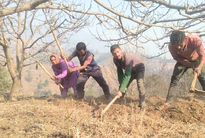 chilling hours of apple plants will complete from fresh snowfall in himachal