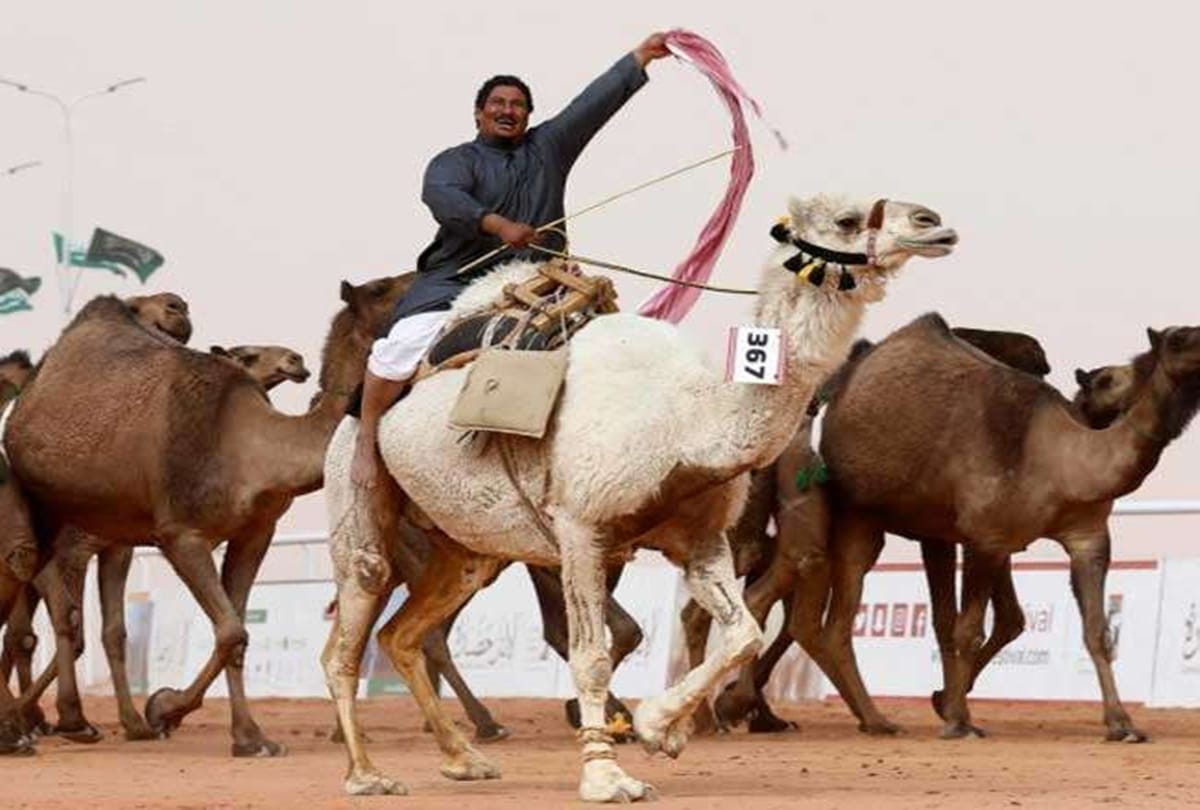saudi 12 camel disqualified in beauty contest for botox use