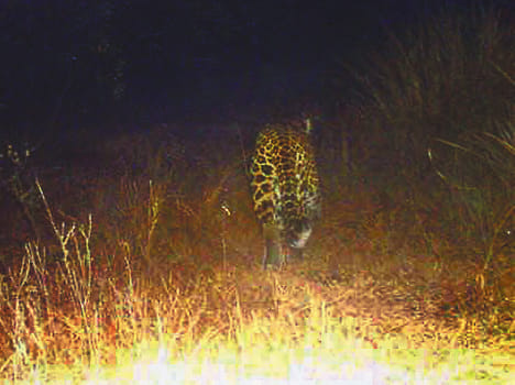 Leopard showing Safari Park CCTV camera again