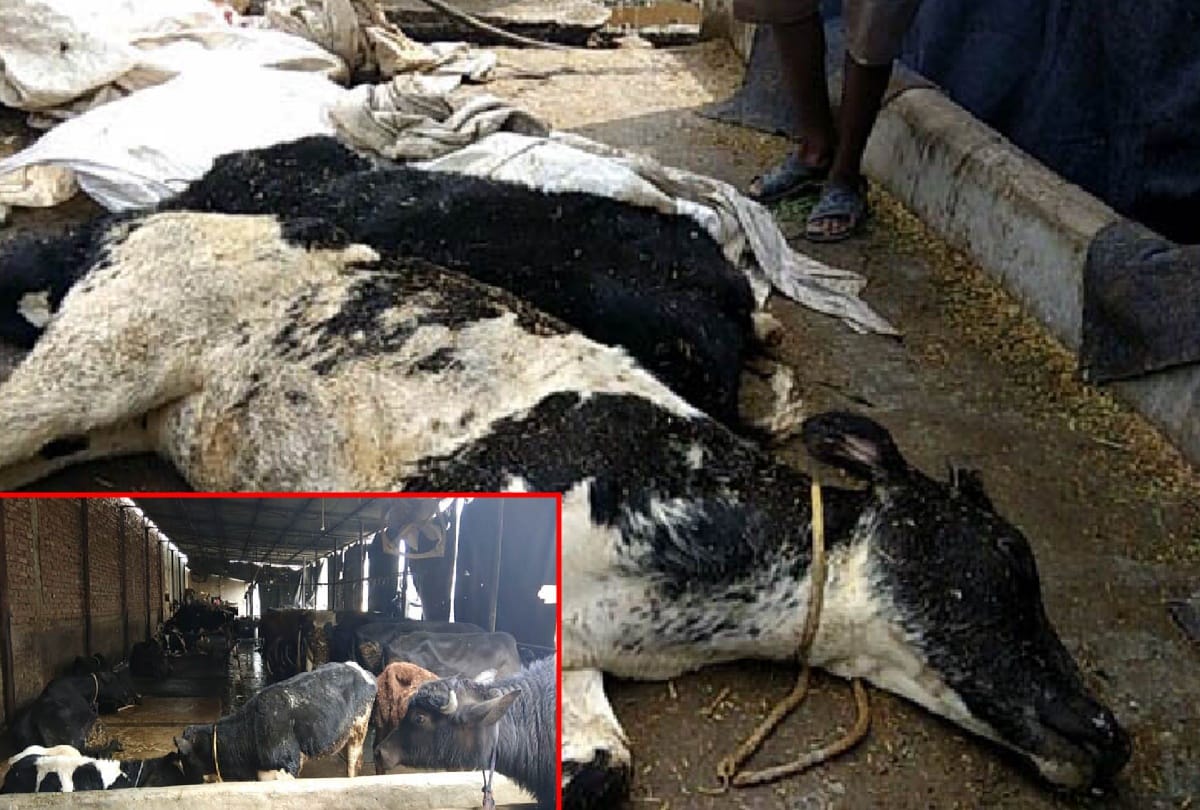twenty two cows was dead and 58 cows facing delicate condition