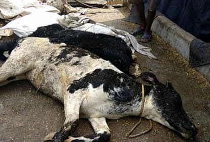 twenty two cows was dead and 58 cows facing delicate condition