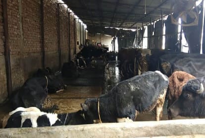 twenty two cows was dead and 58 cows facing delicate condition