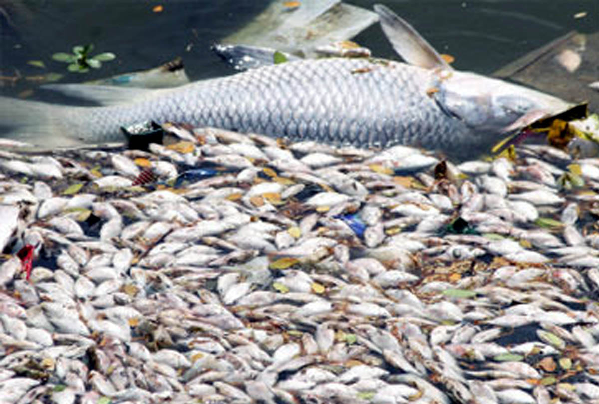 this is causes of fish to die