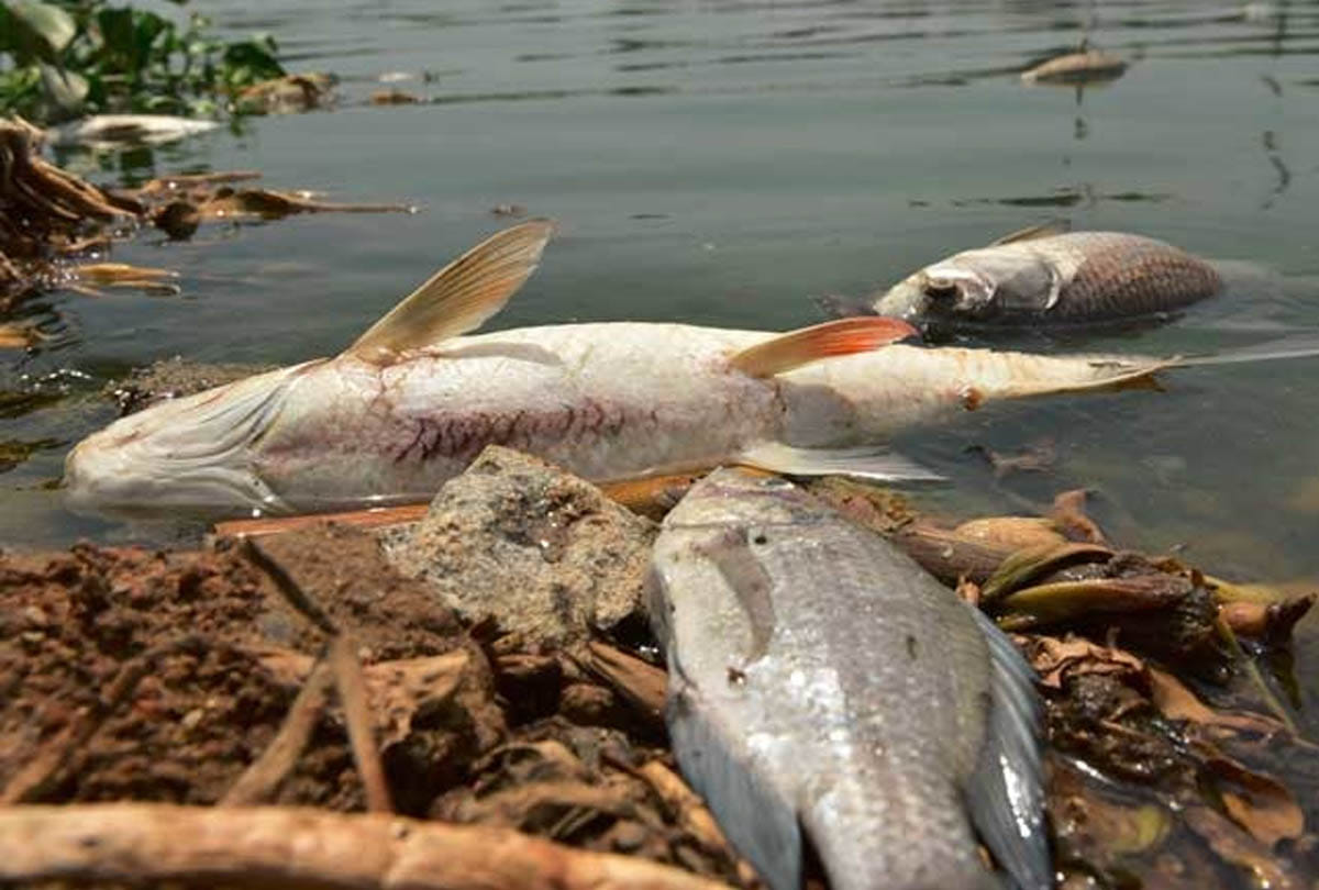 this is causes of fish to die