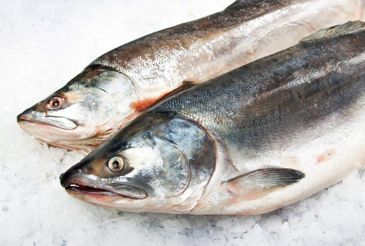 this is causes of fish to die