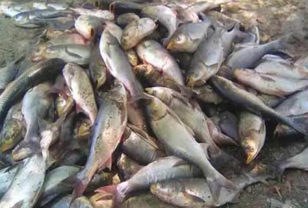 this is causes of fish to die