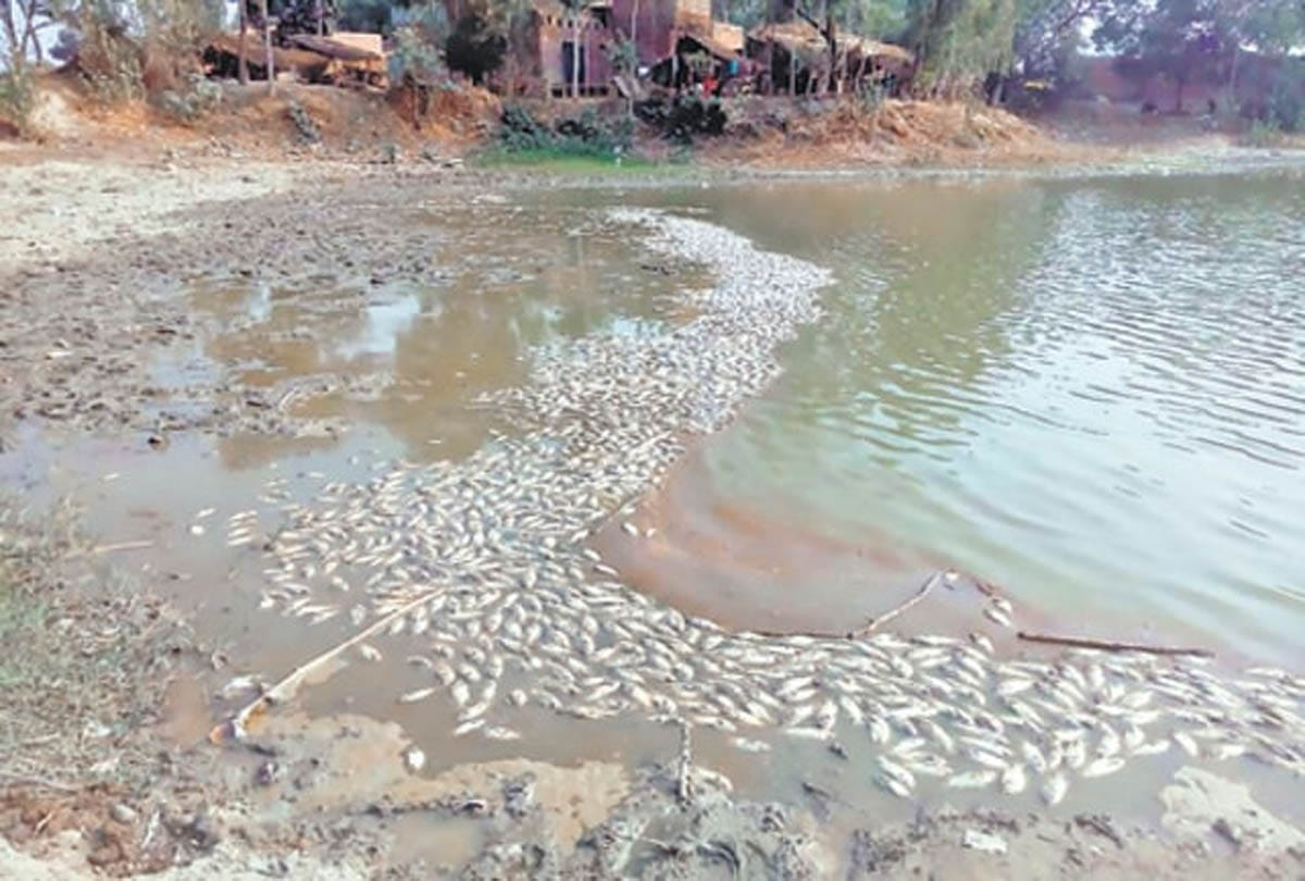 this is causes of fish to die