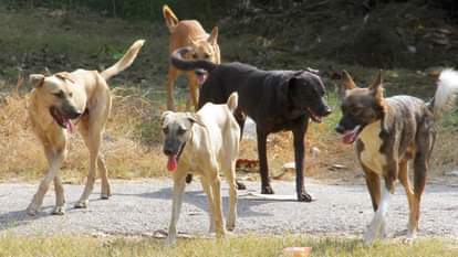 STRAY DOGS ATTACKS FIVE BOYS IN LUCKNOW