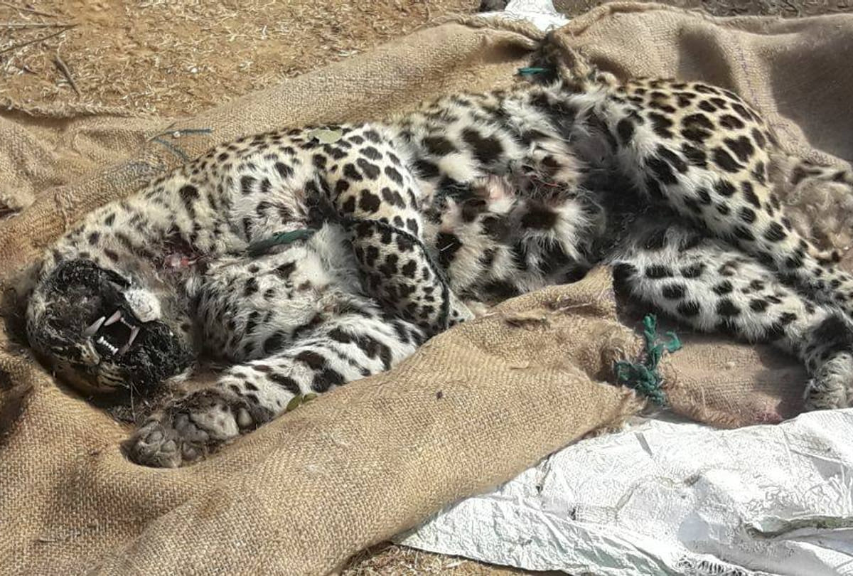 Leopard killed in chitrakoot manikpur forest