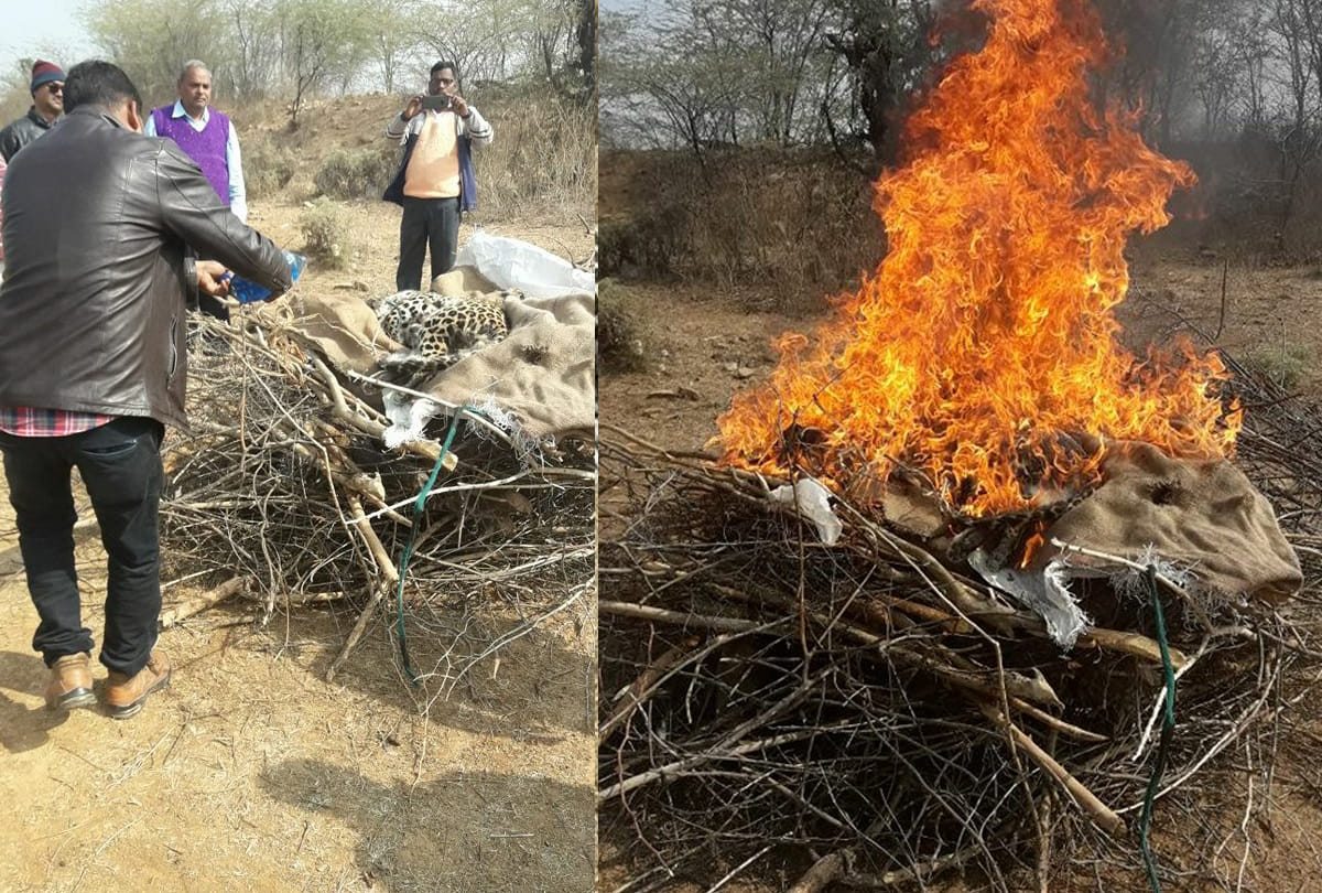 Leopard killed in chitrakoot manikpur forest