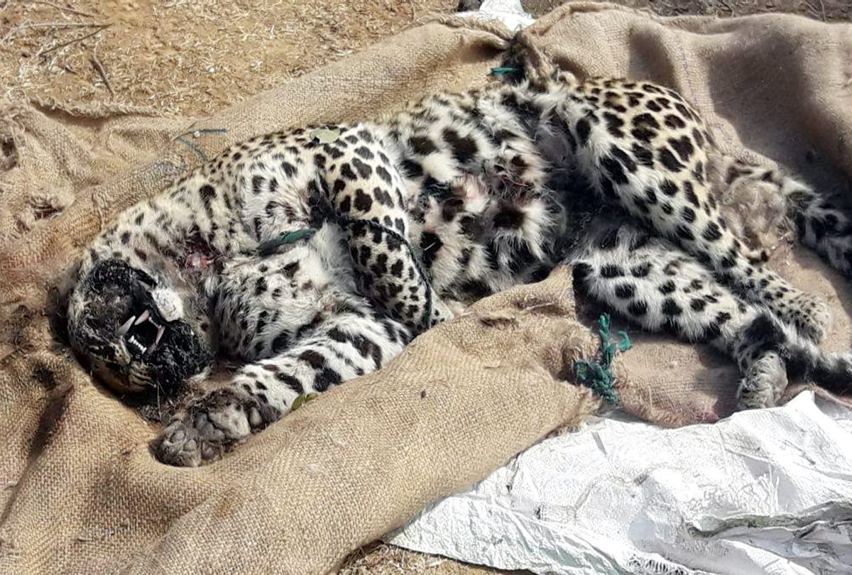 Leopard killed in chitrakoot manikpur forest