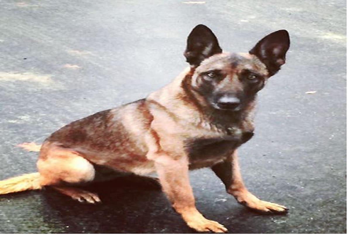 A New Hampshire city man biting police dog in US, arrested
