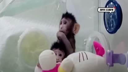  2 monkeys clone created by Chinese scientists for the first time