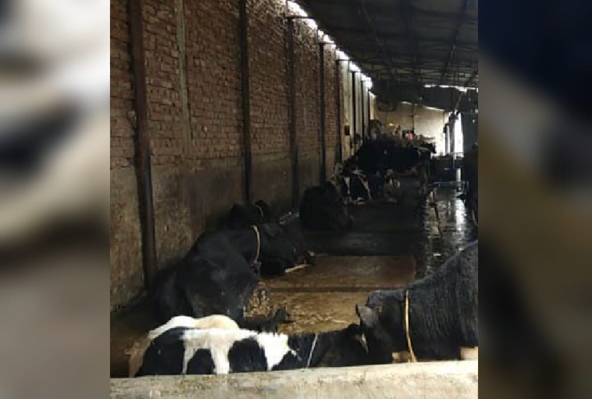 after death of 22 cows in delhis burari people are terrified and doing work to save