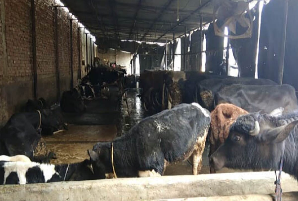 after death of 22 cows in delhis burari people are terrified and doing work to save