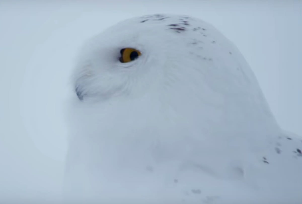 MEET THIS SNOW OWL U CAN FIND IN MORNING LIGHT   