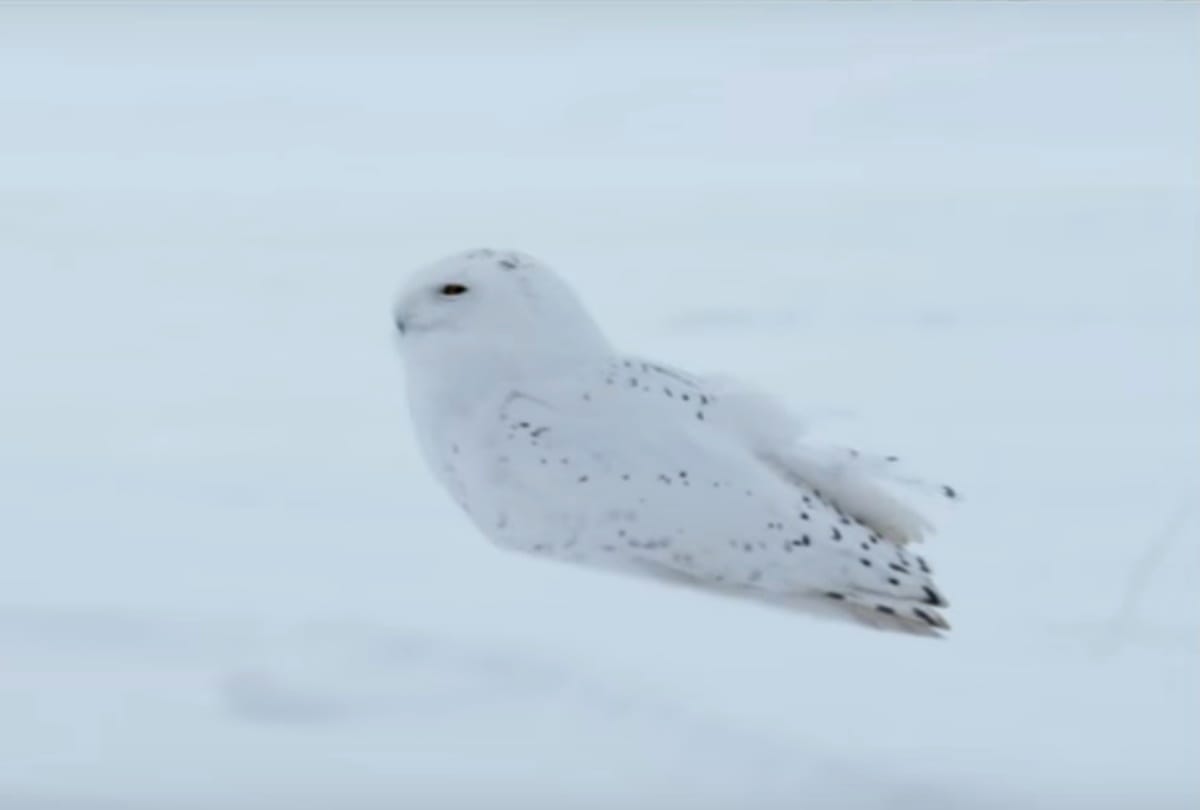 MEET THIS SNOW OWL U CAN FIND IN MORNING LIGHT   