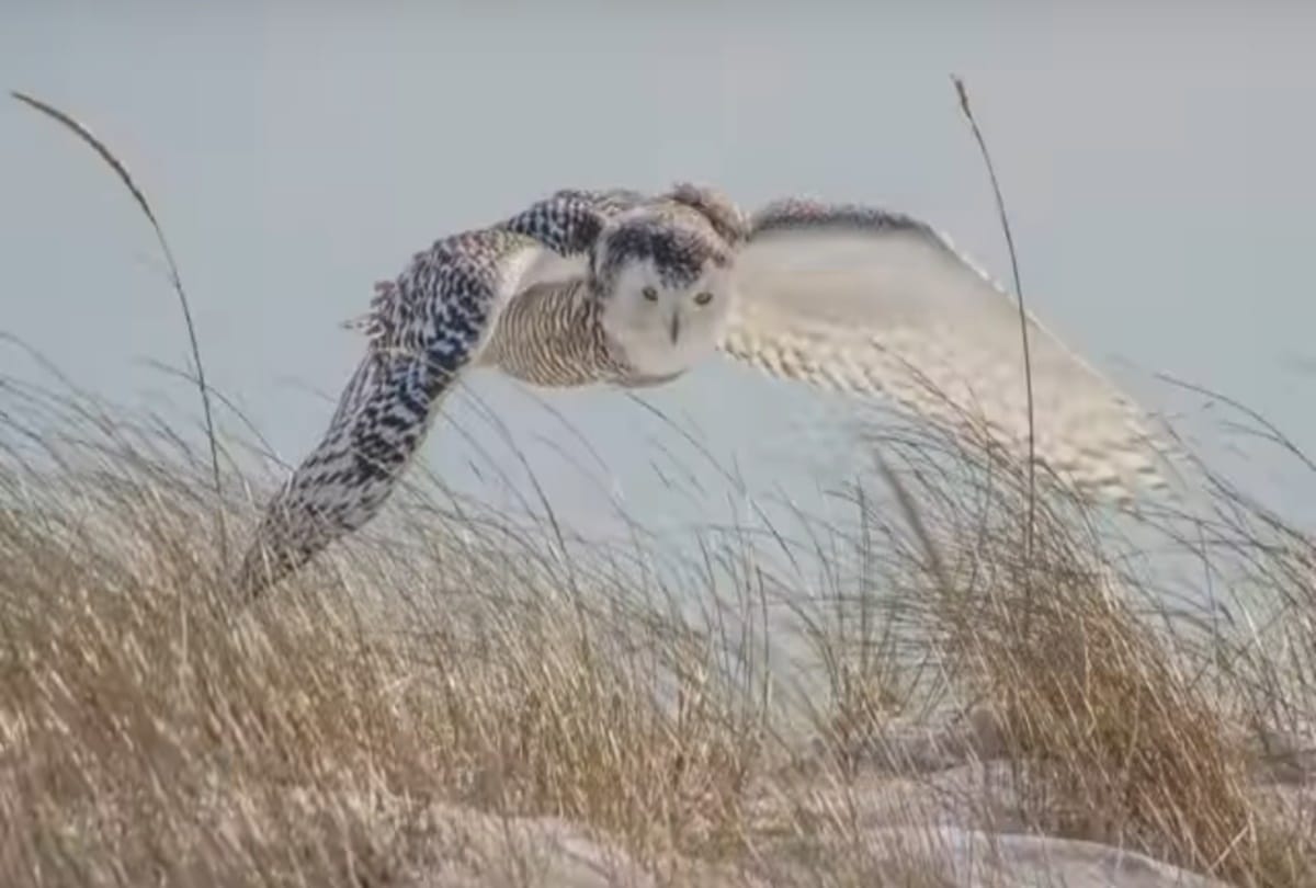MEET THIS SNOW OWL U CAN FIND IN MORNING LIGHT   