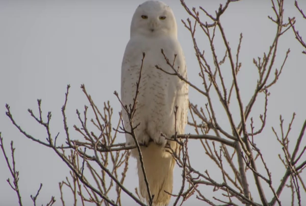 MEET THIS SNOW OWL U CAN FIND IN MORNING LIGHT   