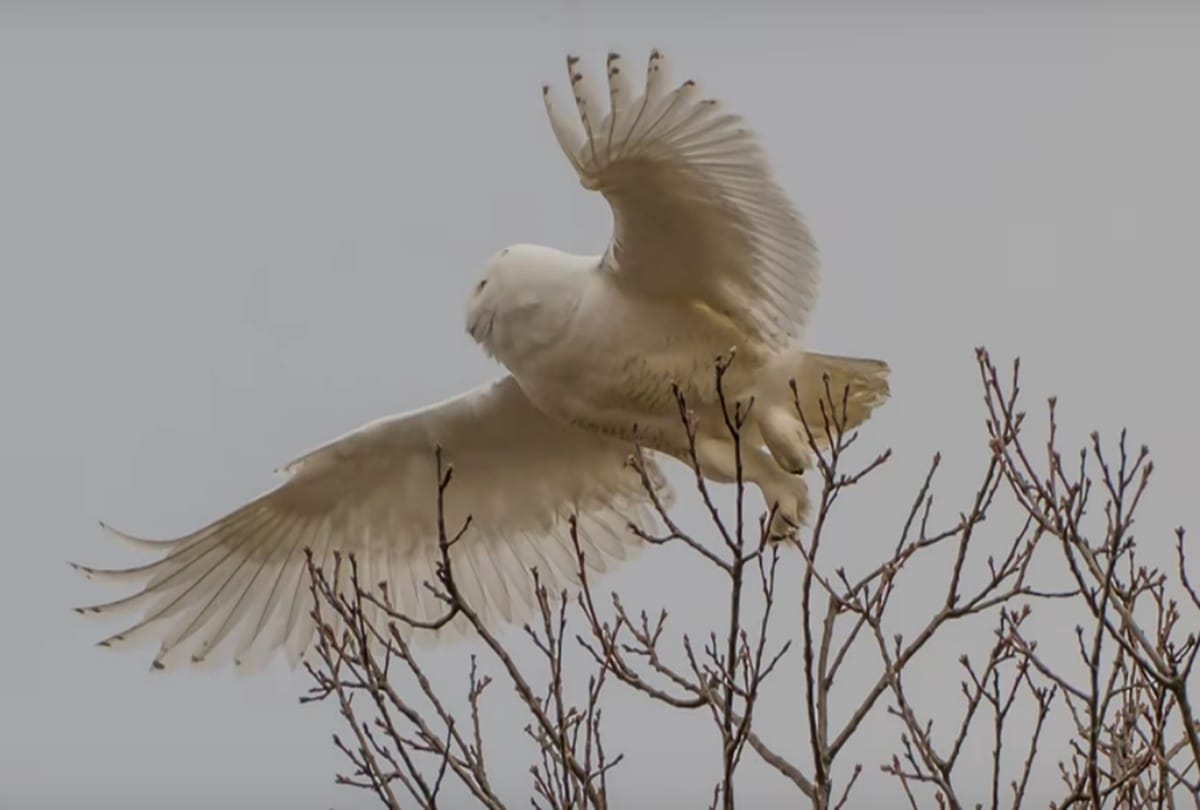 MEET THIS SNOW OWL U CAN FIND IN MORNING LIGHT   