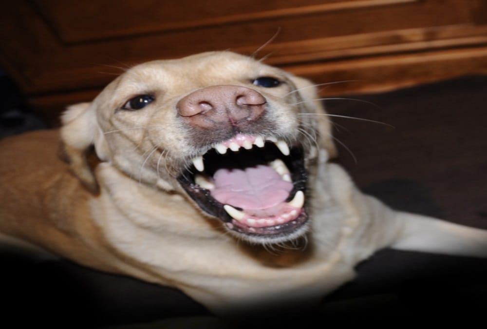 Dog fight with kidnappers for save owner child