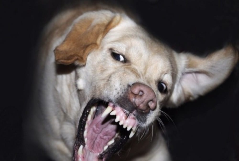 Dog fight with kidnappers for save owner child