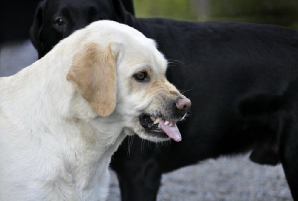 Dog fight with kidnappers for save owner child
