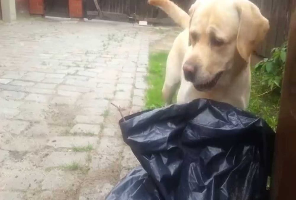 Dog fight with kidnappers for save owner child