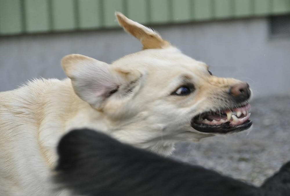 Dog fight with kidnappers for save owner child