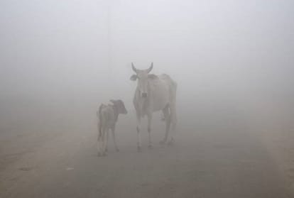 rajasthan bharatpur family suffered in a crucial road accident due to fog 