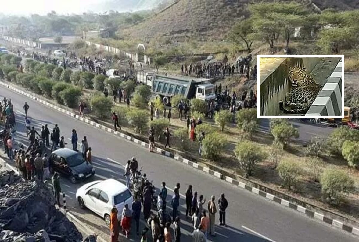 leopard siting at national highway in udaipur