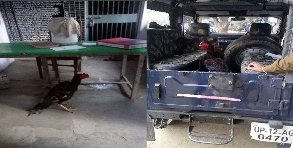 Not the cricket, millions of speculative fights on batting rooster, four arrested