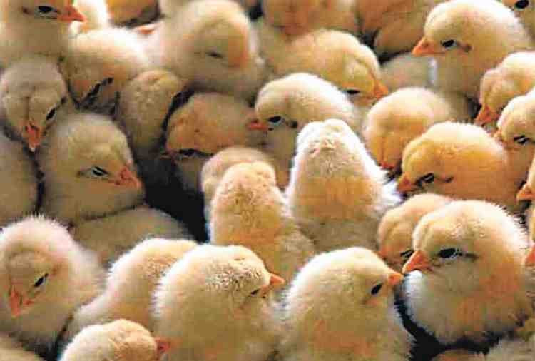 chicks also have fundamental rights in india