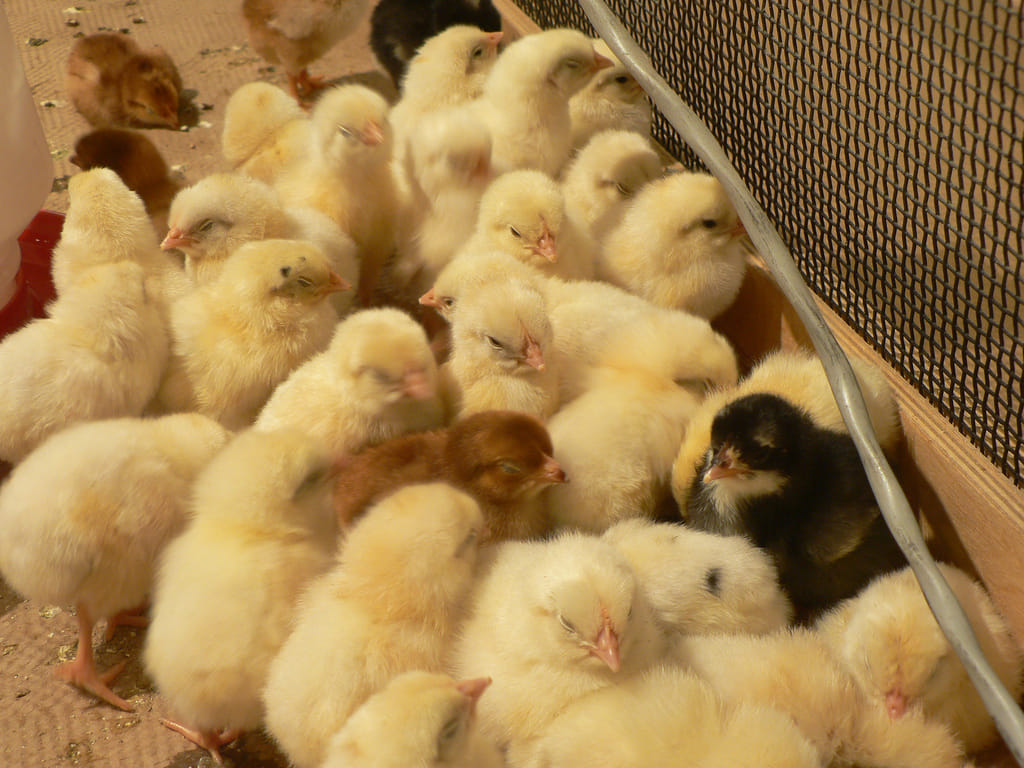 chicks also have fundamental rights in india
