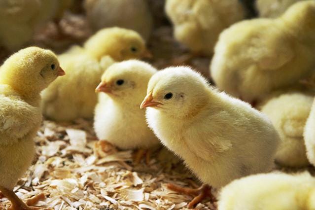 chicks also have fundamental rights in india