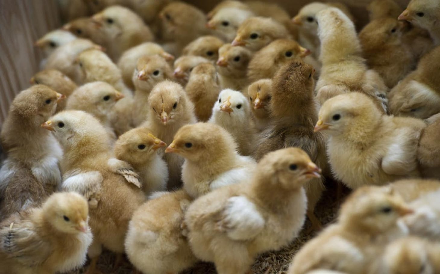 chicks also have fundamental rights in india