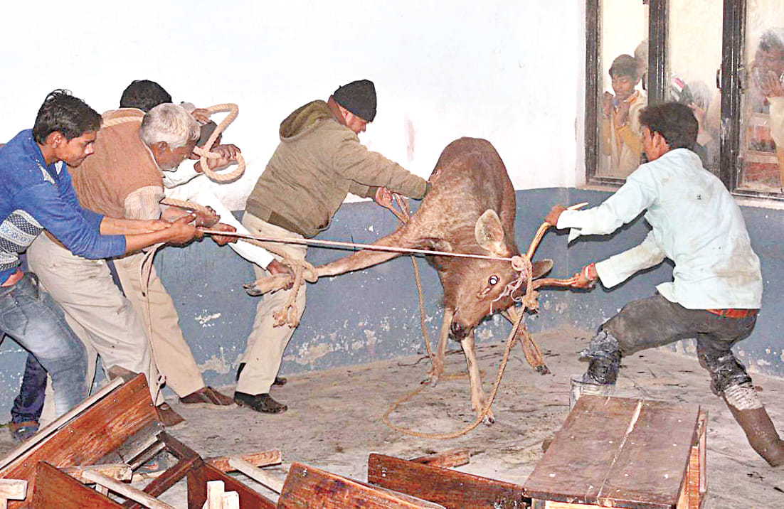 deer entered in classroom