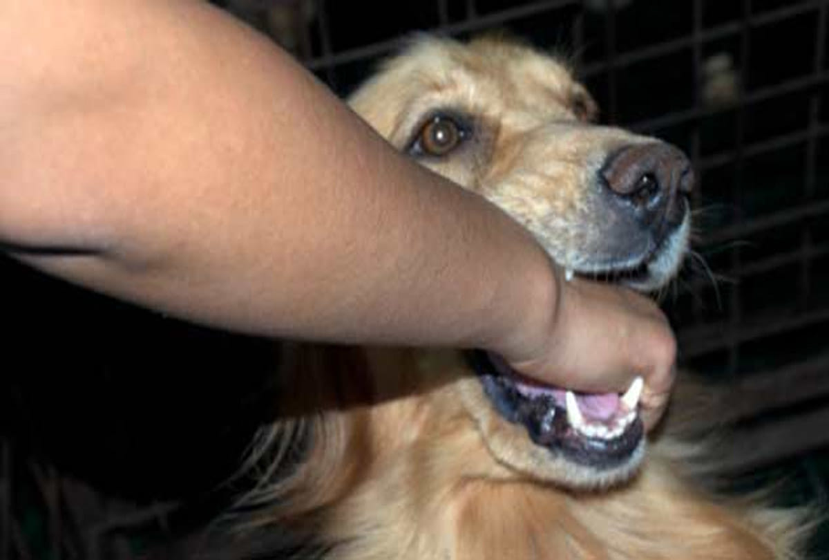 Immediate medical care on dog bite