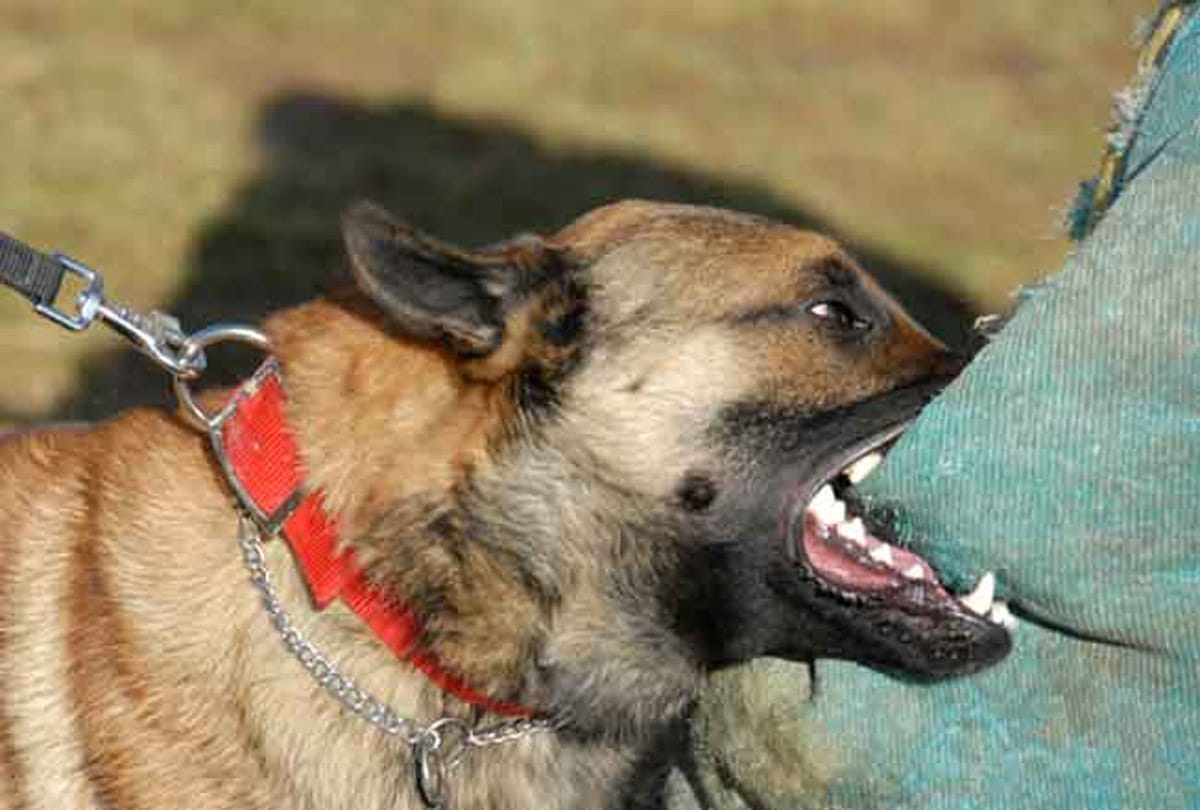 Immediate medical care on dog bite