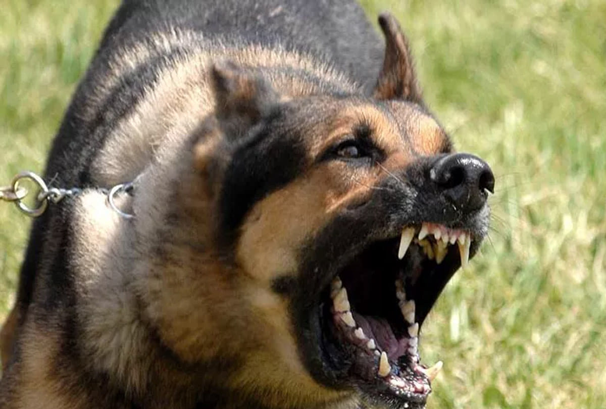 Immediate medical care on dog bite