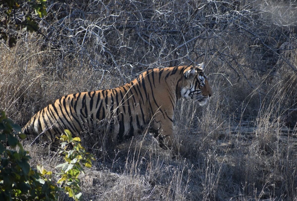 rajasthan bundi tiger t-91 movement seen nearby nh-52 in bundi 